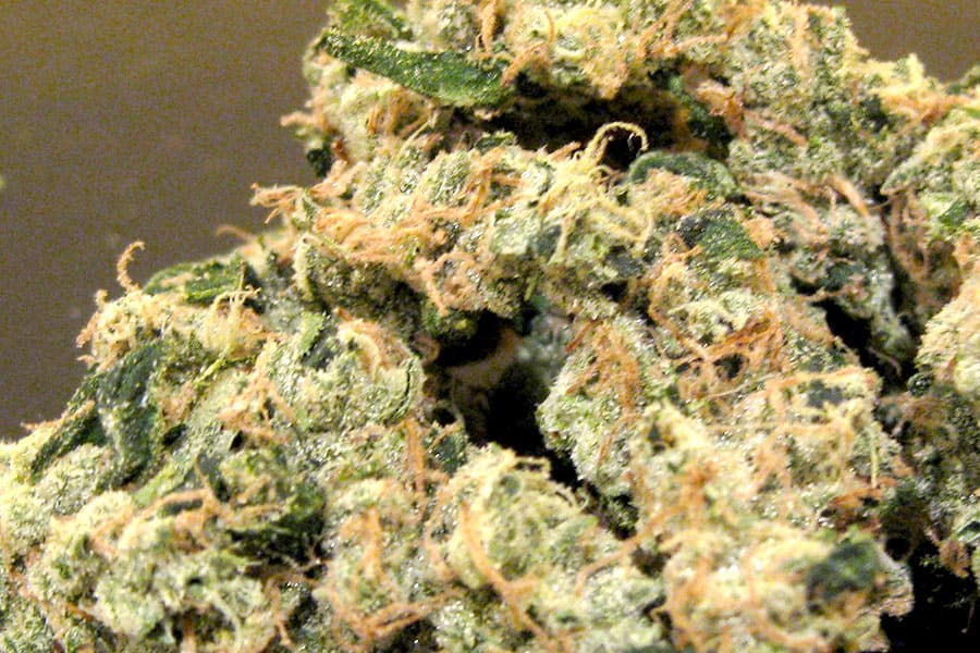 CBD Blüten kaufen – Günstig, hochwertig und schonend getrocknet