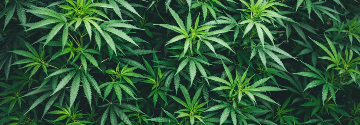 Bester Vaporizer für CBD Blüten – Die besten Modelle im Test