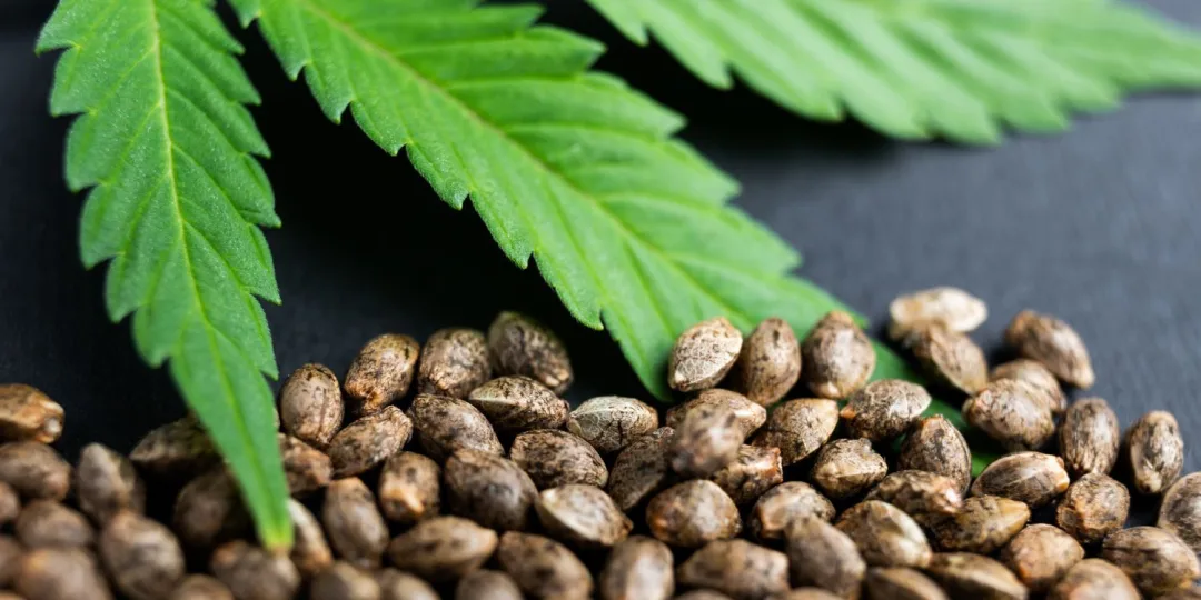 CBD kaufen – sicher, legal und in bester Qualität
